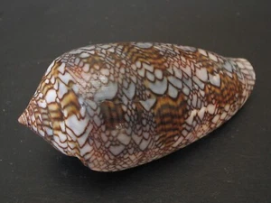 Colores Increíbles...CONO EUETRIOS~53.6mm~Madagascar SEASHELL - Imagen 1 de 3
