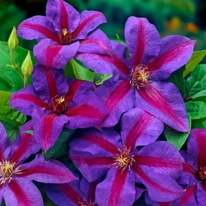 Clematis Mrs N. Thompson Deciduous Climber Outdoor Flowering Garden Plant in Pot - Picture 1 of 15