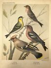 Vincent Brooks Day & Sons Ornithology Birds Lithograph Waxwing Crossbill Nice!!