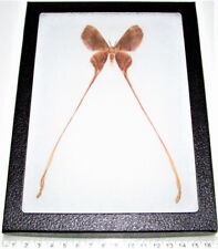 Eustera framed saturn moth Africa framed