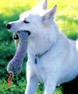 FUN Tennis Ball Snake Dog Toy/ Crochet Pattern INSTRUCTIONS ONLY - Picture 1 of 1