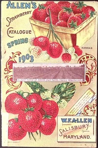 Frühjahr 1903 Allens Erdbeerkatalog illustriert W.F. Allen Salisbury MD - Bild 1 von 7