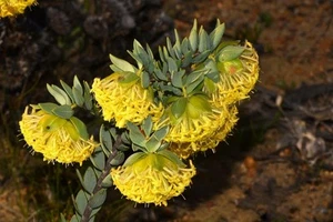 Scented Banjine (Pimelea suaveolens) 10 Seeds - Picture 1 of 1