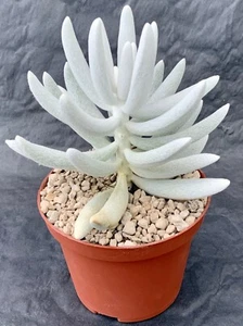 Senecio Hawortii Hans Herre Pot ø 10,5 - Imagen 1 de 1
