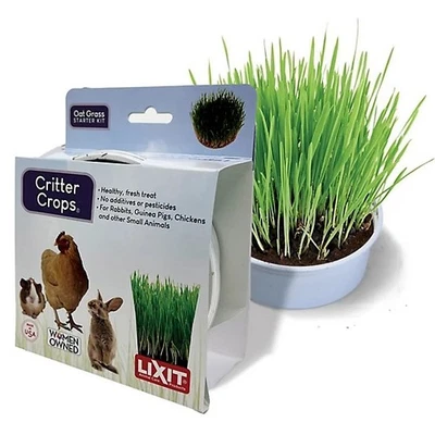 Kit de cultivo de pasto de avena Lixit para mascotas pequeñas Foto 1 de 3