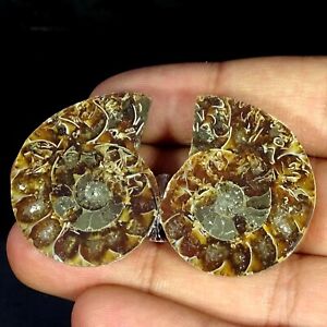 92.30 Cts Natural Ammonite Fossil Loose Gemstone Fancy Cabochon Pair 26X33X7MM