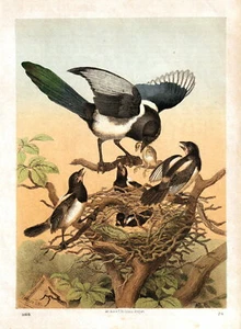 Vögel - Elstern . Altcolorierte Lithografie von 1869 - Picture 1 of 1