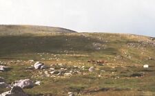 Photo 6x4 Deer on Huisabhal Mor Gobhaig Huisabhal Mor is a very rocky hil c2002