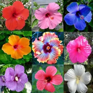 100 RARE MIXED COLOR Hibiscus Seeds Perennial Flowers Flower Seed - US SELLER - Picture 1 of 8