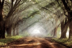 Evergreen Plantation by Mike Jones Trees  Print 14x11 - Picture 1 of 1