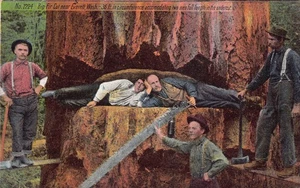 Big Fir Cut Sawyers Lumberjack Logging Washington 1910 postcard - Picture 1 of 2
