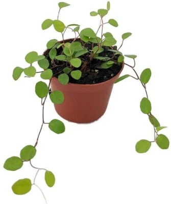 Muehlenbeckia Ángel Bíblico Vivo Planta de Interior Terrario Jardín de Hadas Maceta de 2.5" Foto 1 de 4