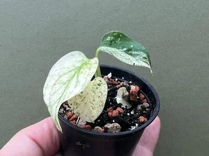Monstera deliciosa mint variegata Babyplant - Bild 1 von 3