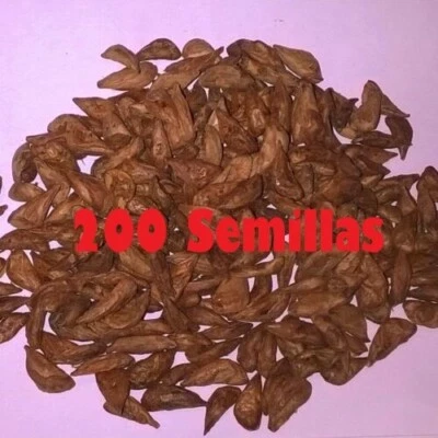 200 Semillas Cedro del Líbano ideal Bonsais - Imagen 1 de 3