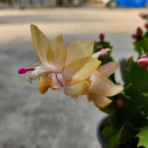 Schlumbergera Truncata. YELLOW-Christmas Cactus - 2 unrooted cutings - Picture 1 of 5