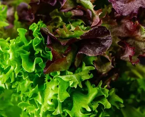 Lettuce Seed Babyleaf Mixed Leaves 950 Seeds - Easy Cut And Grow Again Salad - Picture 1 of 1