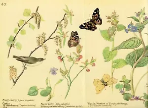 Edith Holden SPRING BUTTERFLIES vintage repro of 1906 watercolor botanical print - Picture 1 of 4