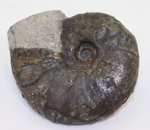 Ammonite, Zuercherella zuercheri, gesso, Apt, Ochtrup, Germania -L111 - Foto 1 di 7