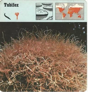 Ediciones 1975 Rencontre, tarjeta de animales, #29.716 Tubifex - Imagen 1 de 1