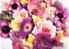 EDIBLE FRESH FLOWERS: Free WEDNESDAY Overnight , Cake Garnishes 50 Pink Shades
