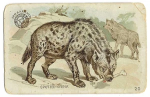 Spotted Hyena Arm & Hammer Interesting Animals Card Church & Co #20 c1898 - Picture 1 of 2