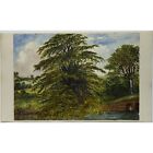 Original Unframed Antique Tree Landscape Watercolour Painting J.K Morgan c1820