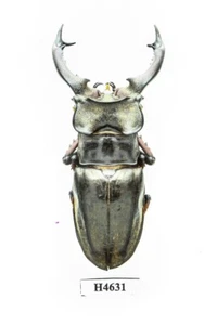 KÄFER, INSEKT - H4631. Lucanidae: Lucanus sericeus ssp.- 68MM, VIETNAM - Bild 1 von 3