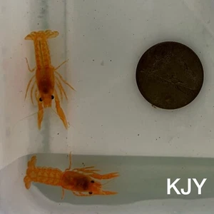 Pair Dwarf Mexican Orange Crayfish (1 Male 1 Female CPO) - Picture 1 of 1