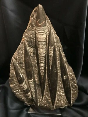 Museum Quality Fossil Rock w Unknown Object 3.3 Lb. from Siberia Region Russia - Image 1 of 4