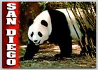 Postcard Giant Panda San Diego Zoo California Ailuropoda melanoleuca Panda Bear