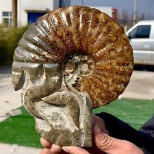 2.21LB Rare! Natural Tentacle Ammonite FossilSpecimen Shell Healing Madagascar