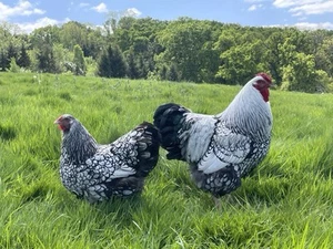 6X Silver Laced Wyandotte eggs - Exhibition Quality Large Fowl - Picture 1 of 7