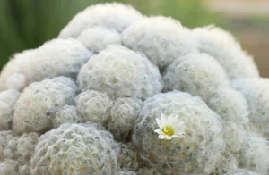 Feather Cactus Mammillaria Pulmosa Plant Live Outdoor Indoor Flowering 4" Pot - Picture 1 of 2