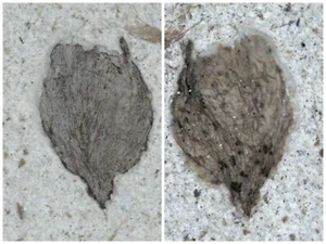 Ein Paar exquisite Insektenfossilien aus der Jura Daohugou Zeit 365 - Bild 1 von 5
