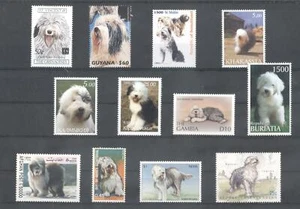 (859544) cani, lotto di piccola taglia, Afghanistan - Foto 1 di 1