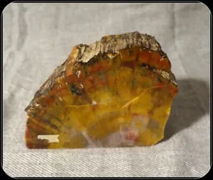 Madera petrificada (piedra) 3,5 libras y fieltro cortada y pulida 5X4X2 #A1903 - Imagen 1 de 7