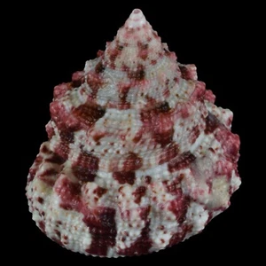 TROCHUS FERREIRAI (Isla Bantayan, Filipinas) 22,9 mm #47392 - Imagen 1 de 4
