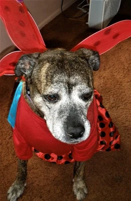 Disfraz de Ladybug perro mascota, mediano grande Foto 1 de 2