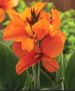 1 Canna Lily "Orange Punch" Rhizome-bulb “Orange Blooms” 100% Organic - Picture 1 of 3