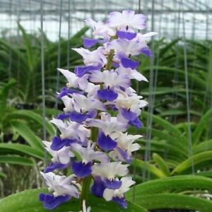 Orchid Orchidee Rhynchostylis coelestis Blue, mounted, Fragrant (6W)