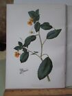 Vintage Print,Spotted Touch Me Not,Flowers+Ferns,1880,Prang