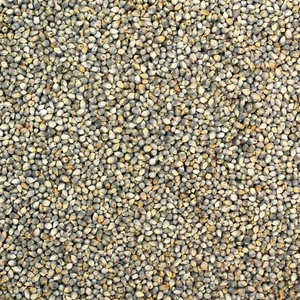 Orgánico BAJRA Kambhu MIJO PERLA Grano Integral 50gm Multi Vitamina - Imagen 1 de 4