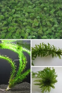 Wasserpest 1x Topf Egeria densa - Wasserpflanzen Aquarium Teich winterhart Koi - Bild 1 von 9