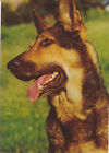 German  Shepherd  *  Dt.  Schäferhund   CARD   Postkarte  *   Postcard  # 13