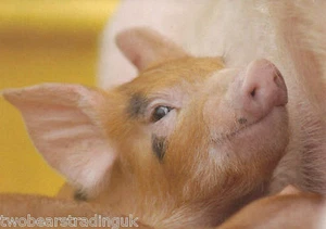 Postcard: Animal Kingdom - Happy Piglet (The Postcard Store) - Picture 1 of 1