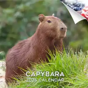 CAPYBARA Wall Calendar 2025 Rodent Animal PET Lover Gift - Picture 1 of 2