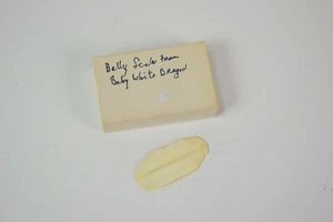 Mystery belly scale from a white dragon - Picture 1 of 5
