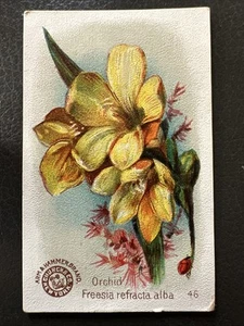 1900 Arm & Hammer ORCHID Beautiful Flowers Card Church & Co #46 - Picture 1 of 4