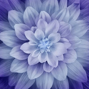Hoffman - Dream Big - 43" x 43" Dahlia Floral Panel - Hydrangea - Picture 1 of 8