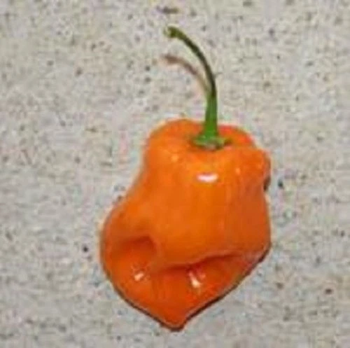 Pimiento Habanero Naranja - Muy Picante ( 40 semillas ) seeds - Imagen 1 de 1